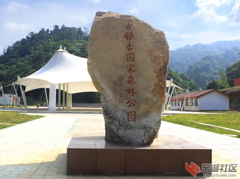 229易家镜古银杏国家森林公园.jpg
