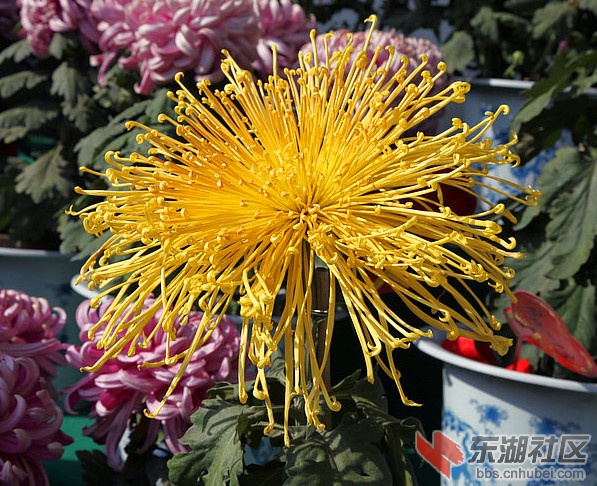 开封菊花1.jpg