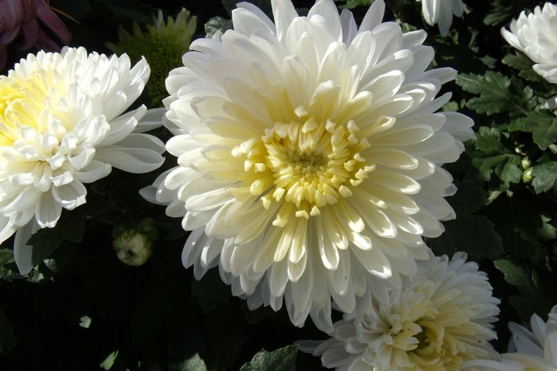 GEDC5828.JPG
