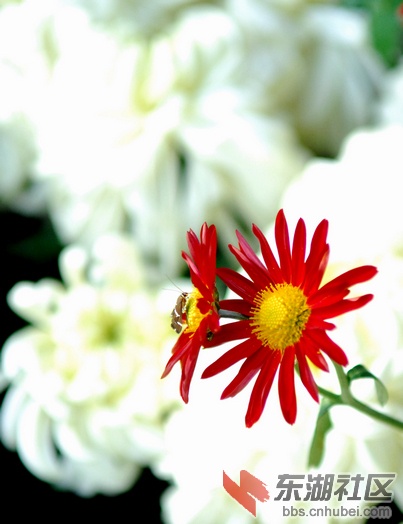 并蒂花开.jpg