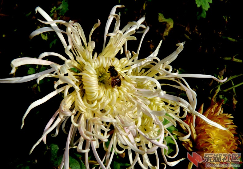 花香引蜜蜂.jpg