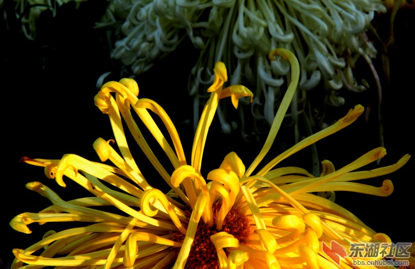 萌芽.jpg