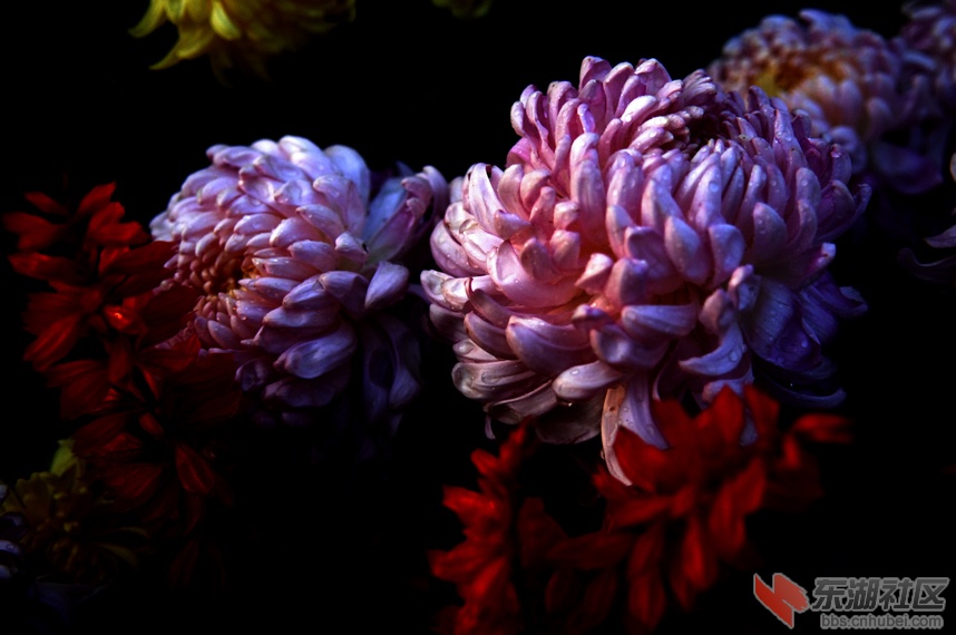 露滴秋菊.jpg