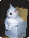 猫图.gif