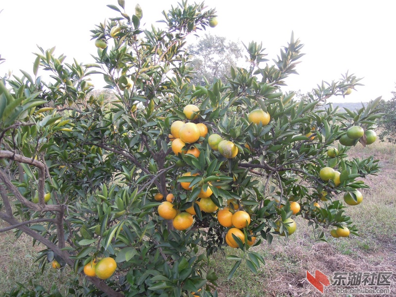 DSCN4100_编辑.jpg