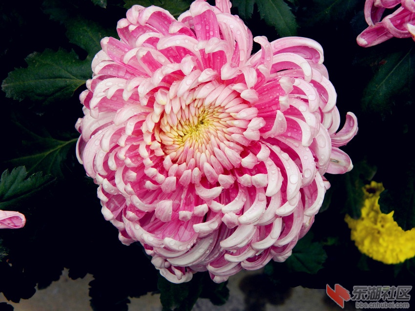 秋菊.jpg