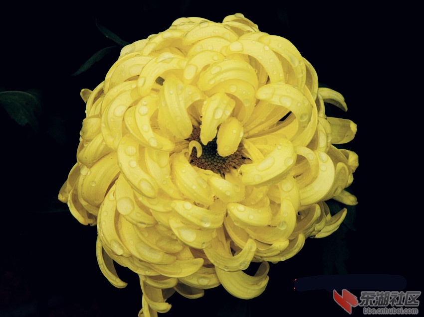 秋菊0.jpg