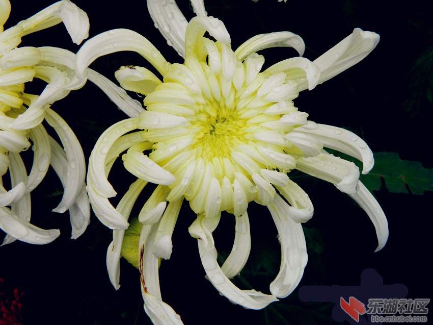 秋菊1.jpg