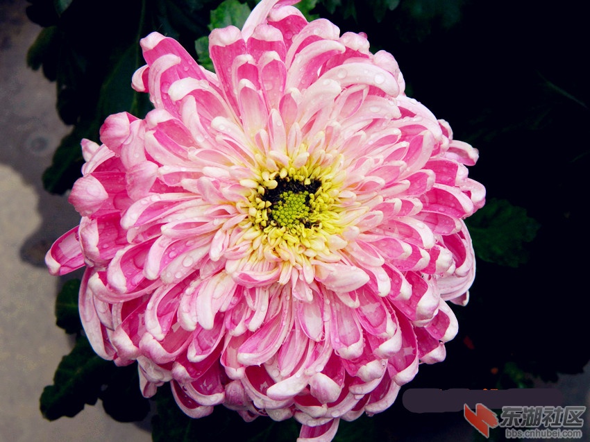 秋菊2.jpg