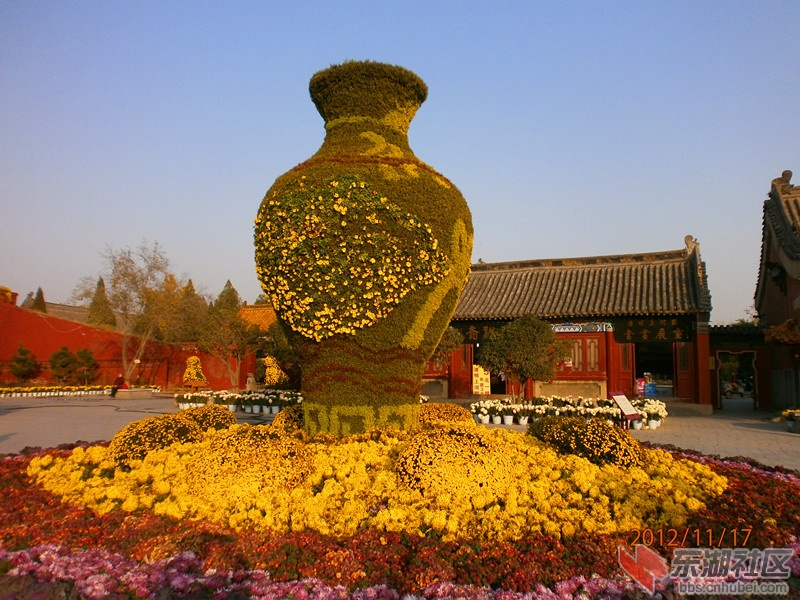 2012龙庭菊花.jpg