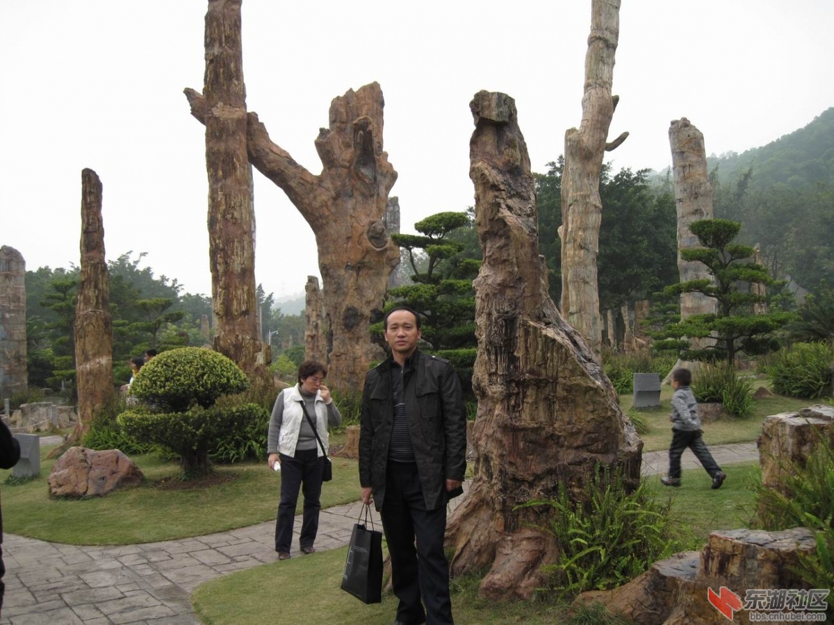 化石森林（1）