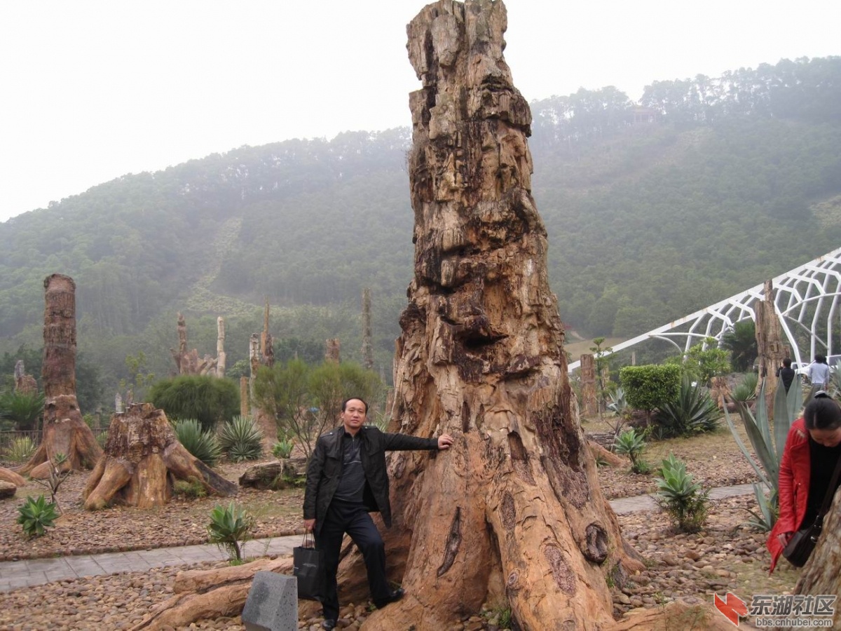 调整大小 游客在回归林前化石森林留影。.JPG
