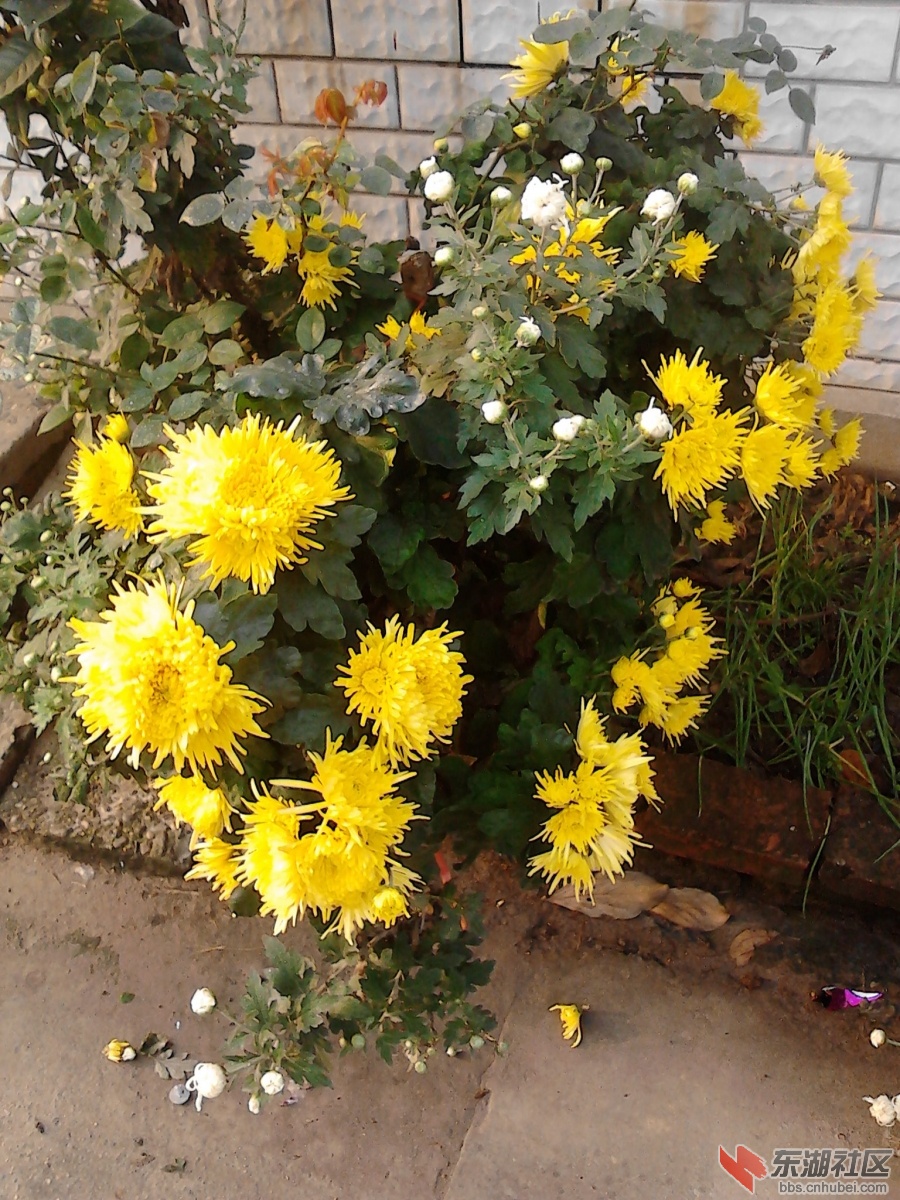 IMG_20121028_081421.jpg