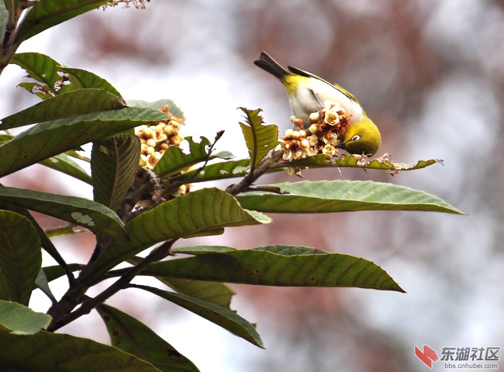 枇杷鳥.jpg