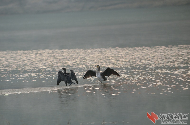 DSC_0978.jpg
