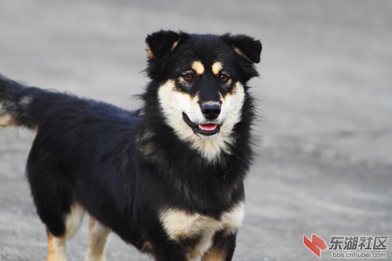 黑虎犬_01.jpg