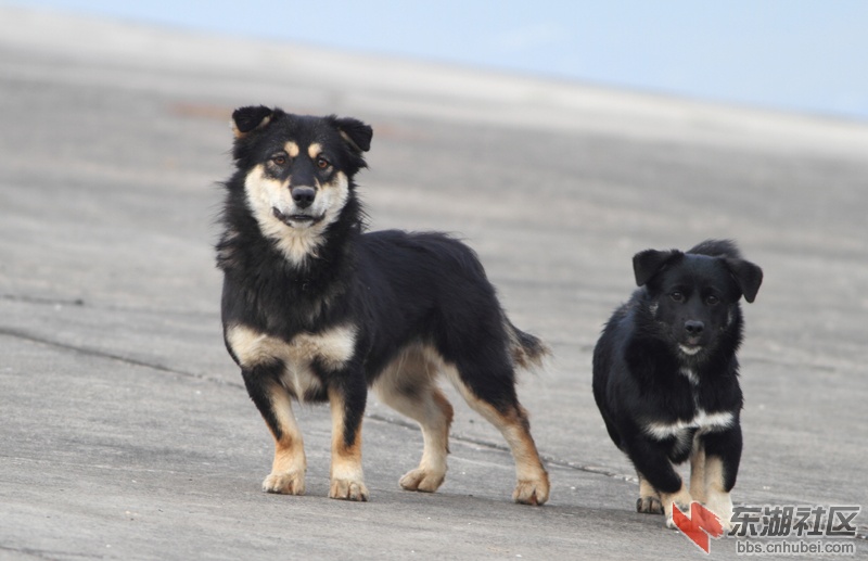 黑虎犬_02.jpg
