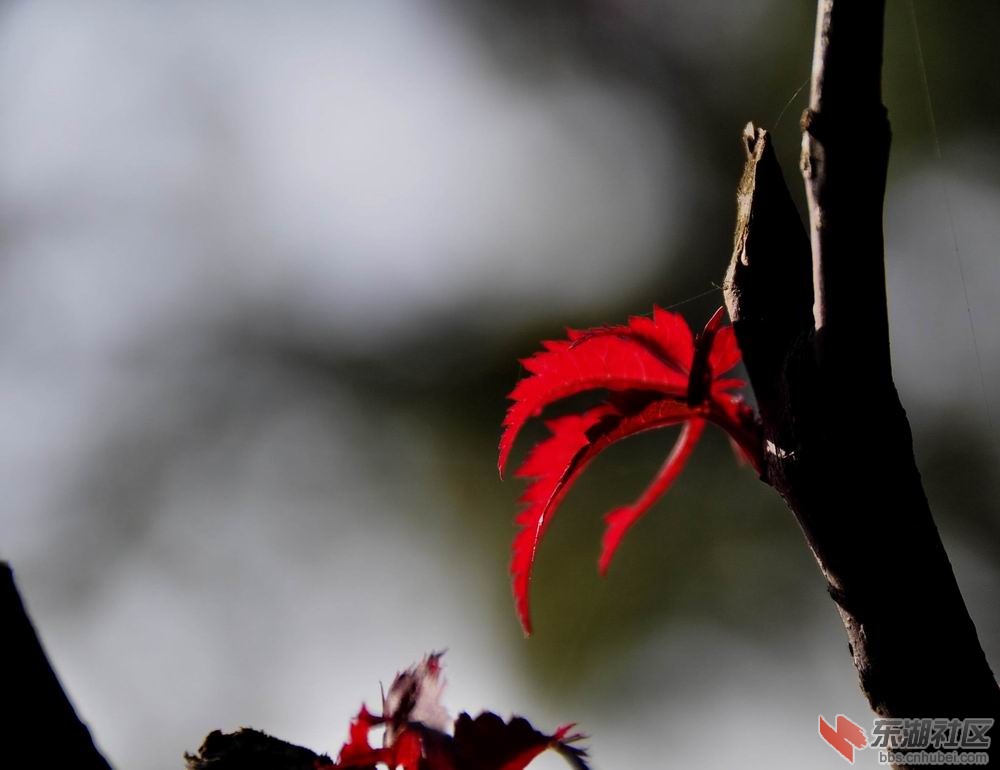 东湖绿色通道 094.jpg2.jpg