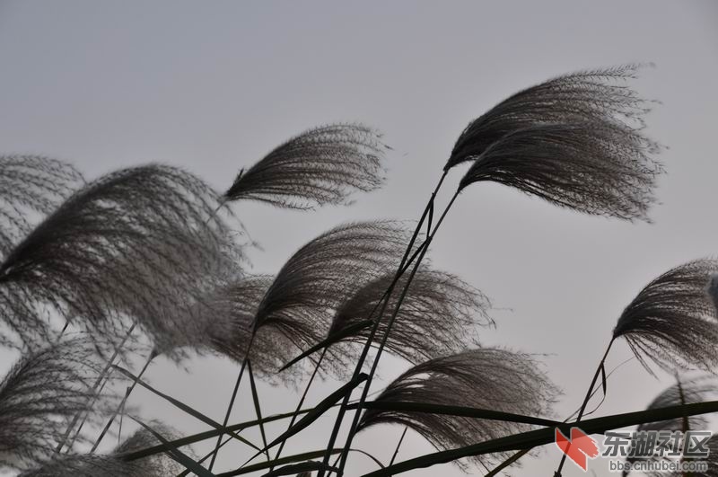 江滩芦苇 033.jpg1.jpg