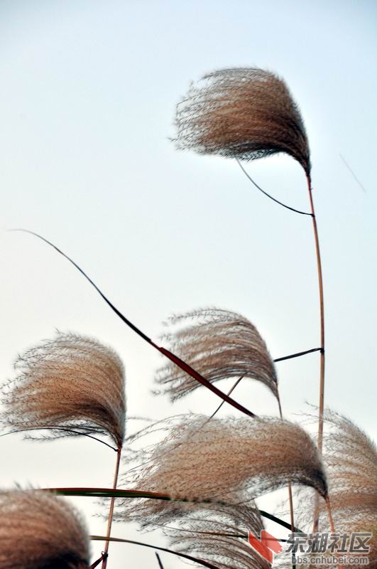 江滩芦苇 028.jpg1.jpg1.jpg