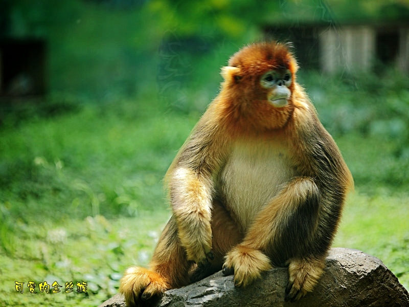 _MG_3495_1H_副本_conew1.jpg