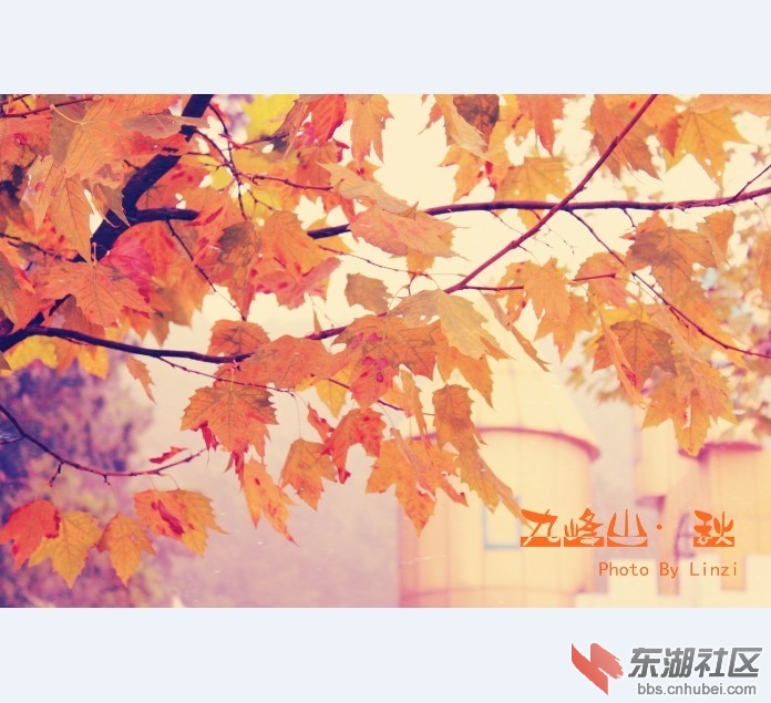 枫叶.jpg