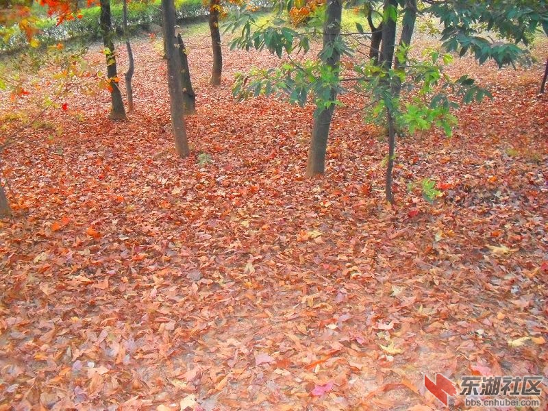 一地秋叶3.jpg