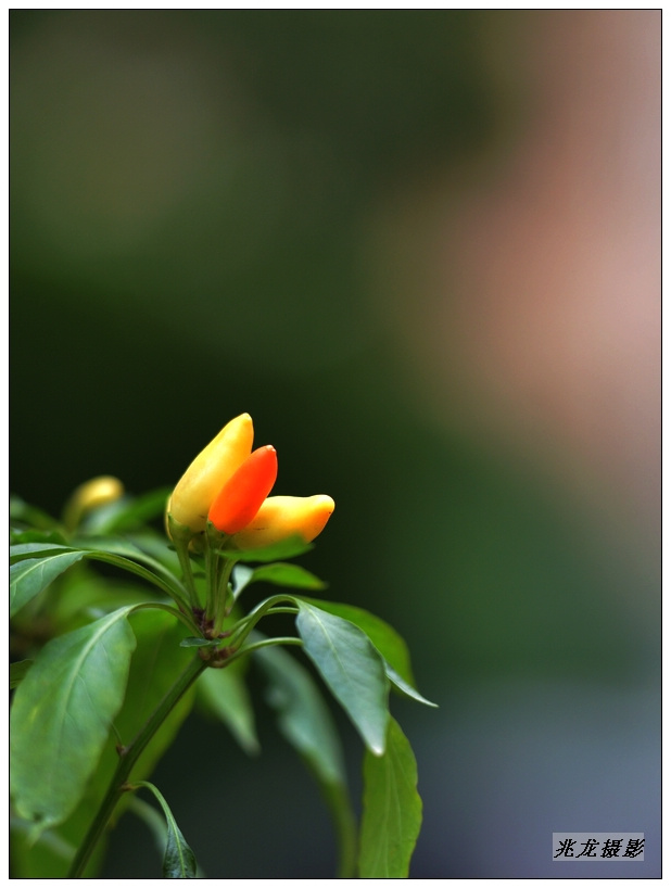 DSC_1108.JPG