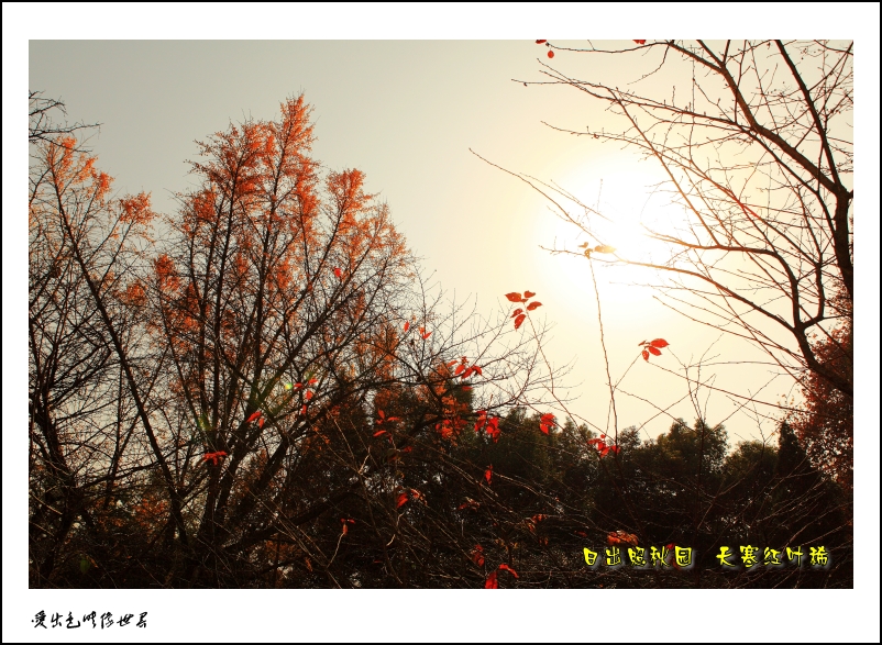 IMG_5717_conew2.jpg