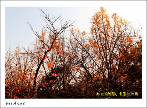 IMG_5719_conew2.jpg