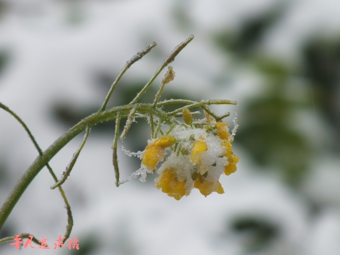 DSCF4061.jpg