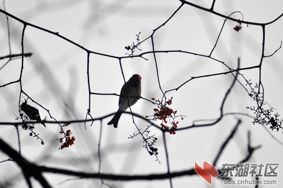 DSC_0379v.jpg