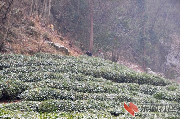 DSC_0434v.jpg