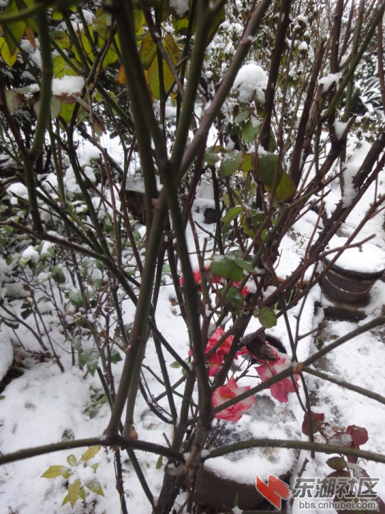 DSC08794.jpg