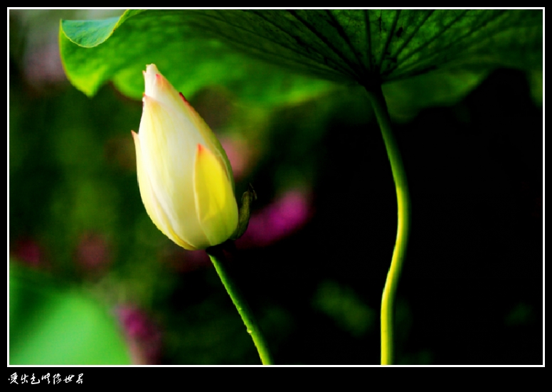 _MG_7941A (3)_1_conew1.jpg