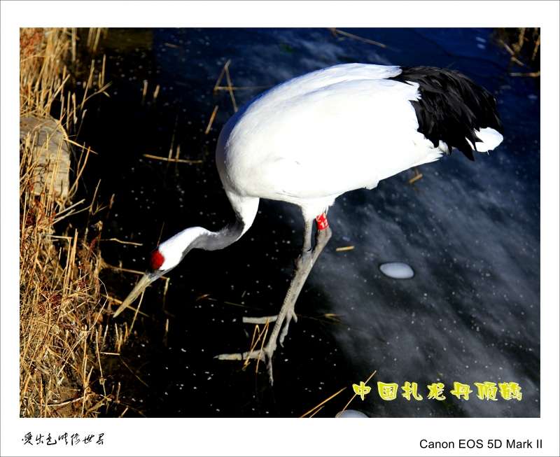 _MG_4209_conew1.jpg