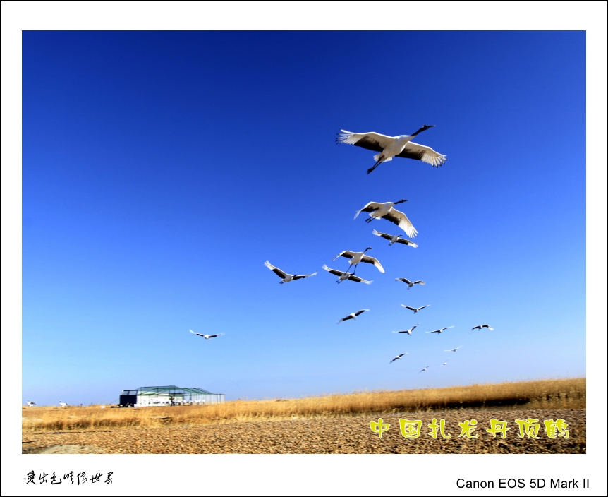 _MG_4315_conew1.jpg