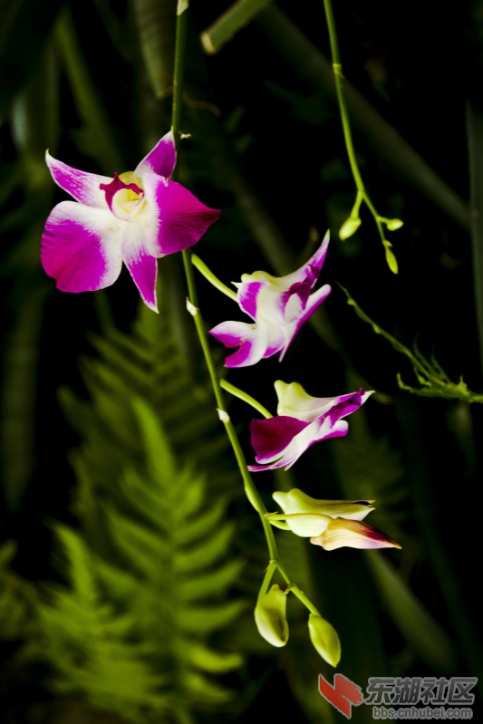 植物园兰花129.jpg