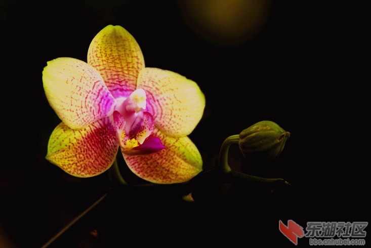 植物园兰花128_副本.jpg
