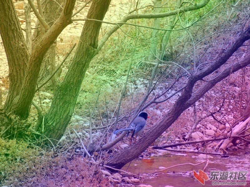 鸟3.jpg