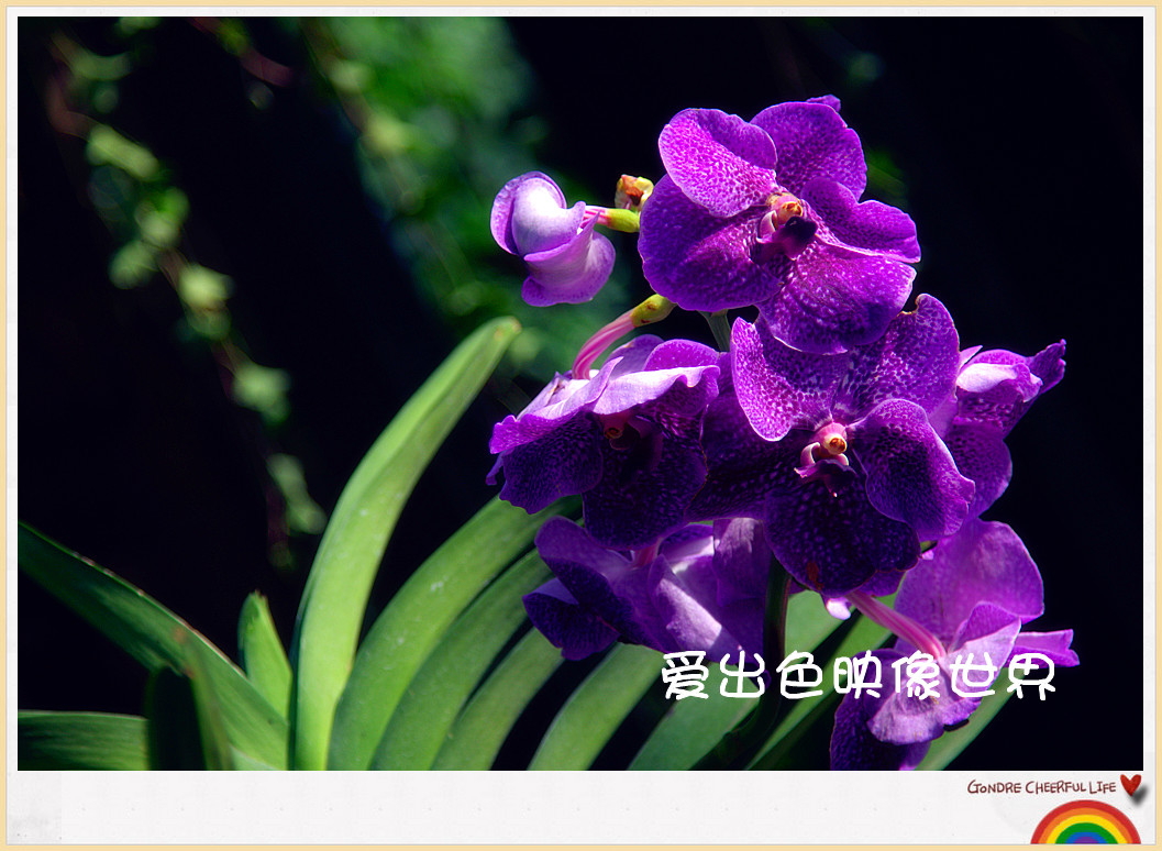 img_0817_副本.jpg