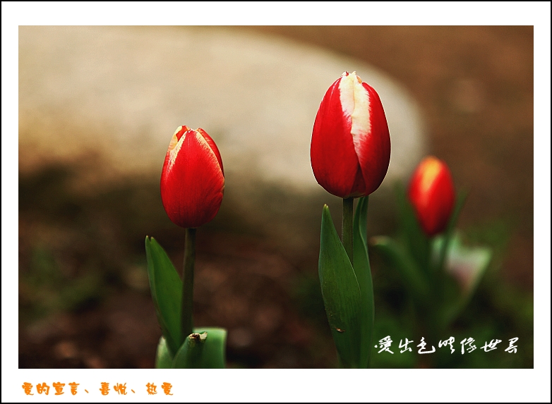 IMG_1411_conew2.jpg