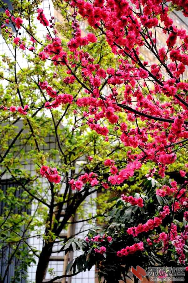 桃花.jpg