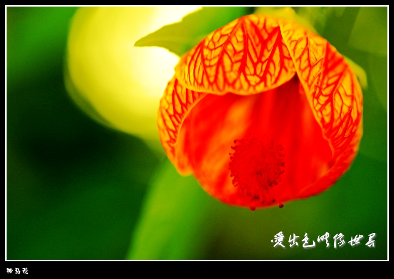 IMG_1885_conew1.jpg