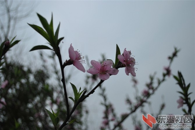 五湖外滩的春色