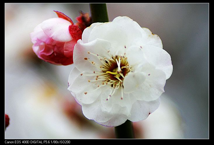 nEO_IMG_照片 056A.jpg