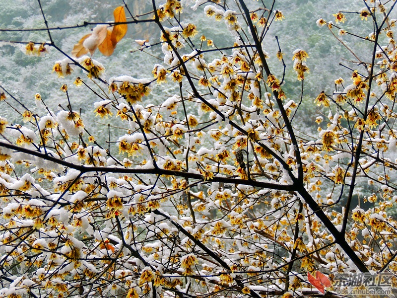 雪盖腊梅花.jpg