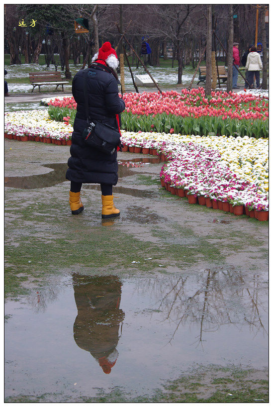 130219雪郁金香28.jpg