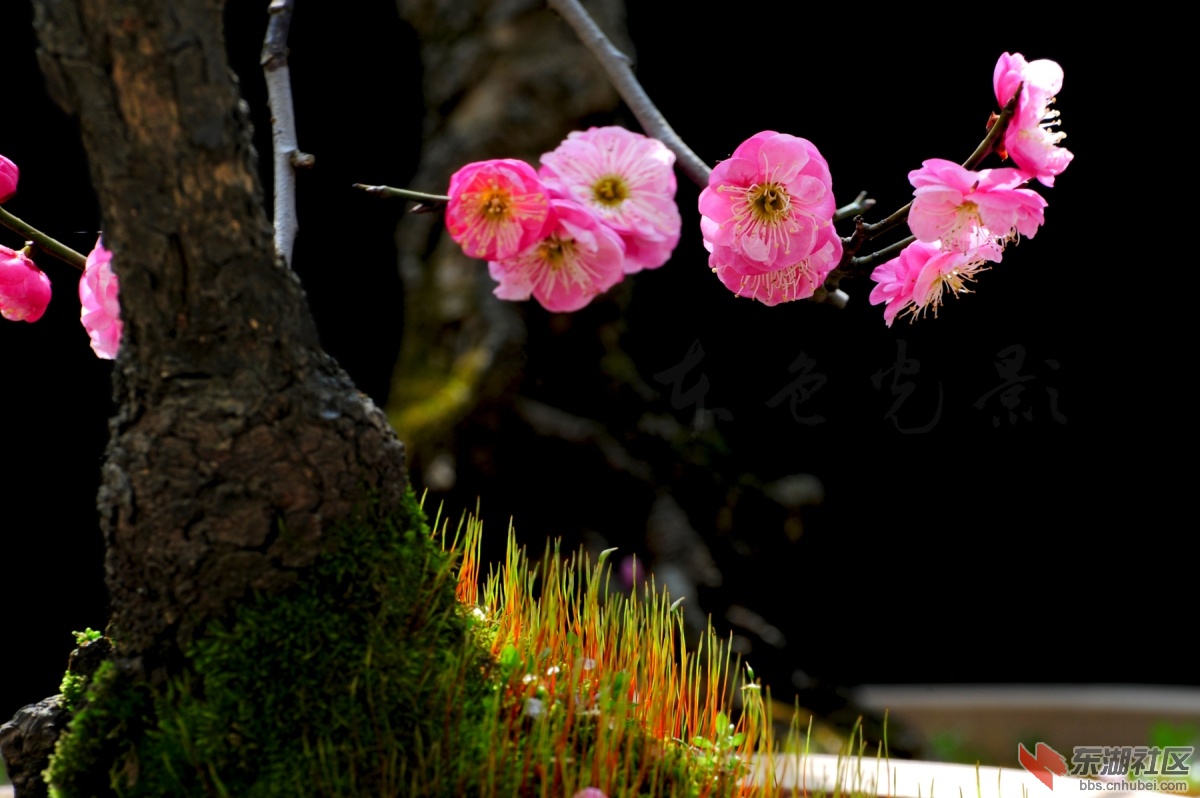 DSC_1500.jpg