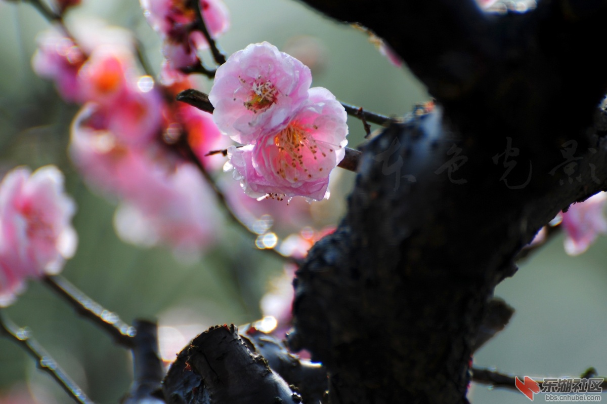 DSC_1538.jpg